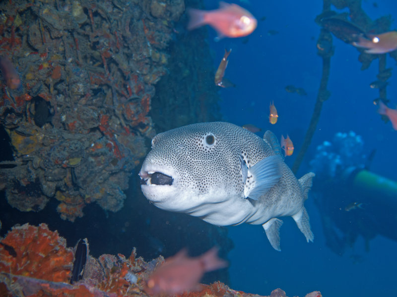 Puffer Fish